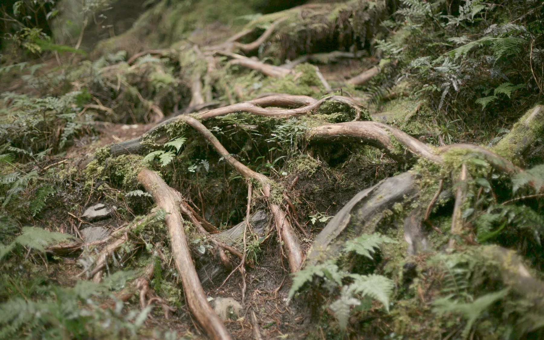 Wurzelwerk eines Baumes im Waldboden